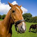 horse horse riding, horses,